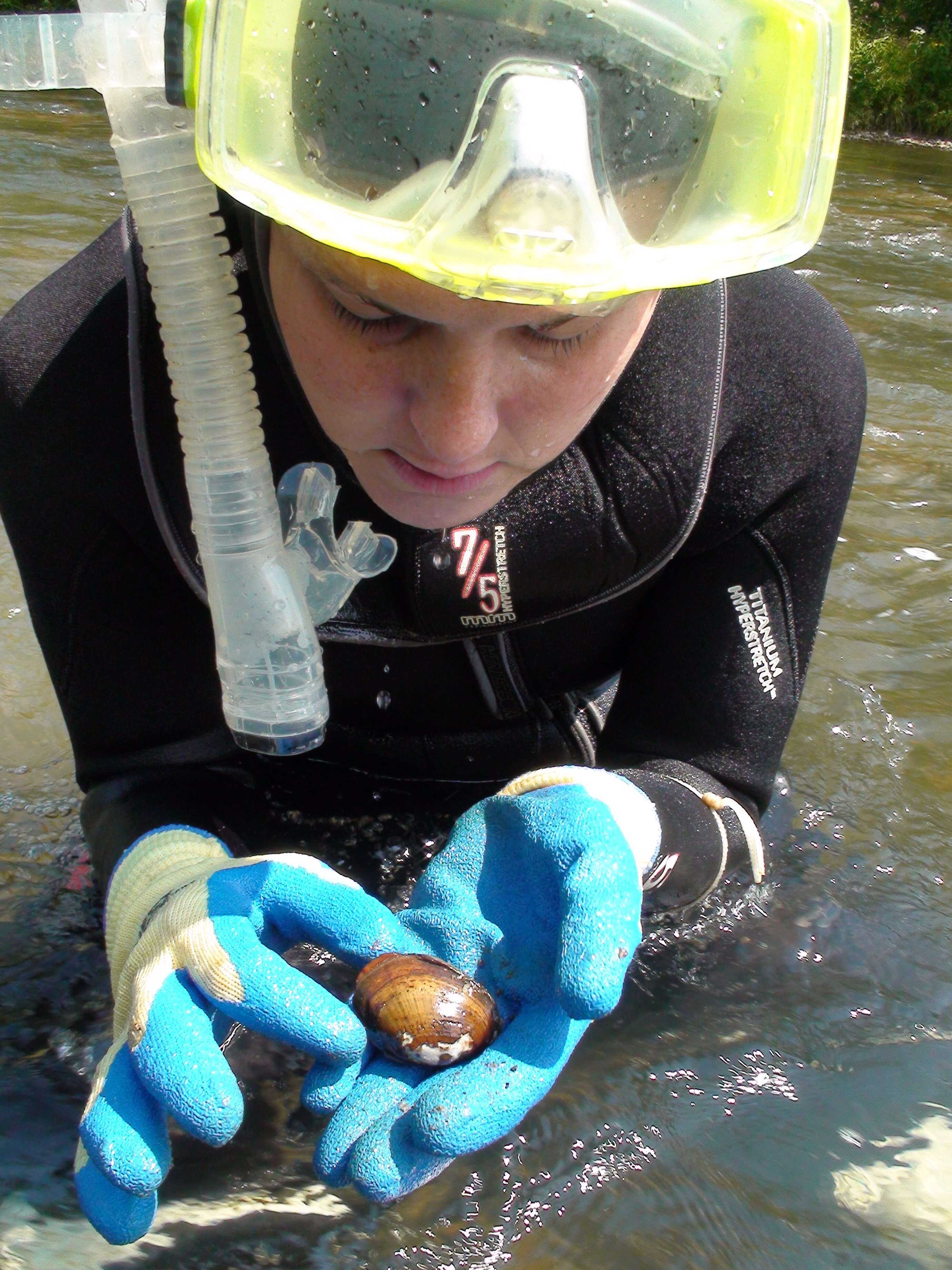 Image of Wavyrayed Lampmussel