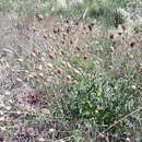 Image de Sanguisorba minor subsp. minor