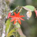 Image of Easter cactus