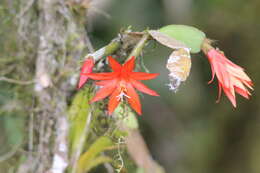 Image of Easter cactus