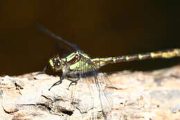 صورة Neogomphus bidens Selys 1878