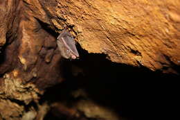 Image of Rafinesque's Big-eared Bat