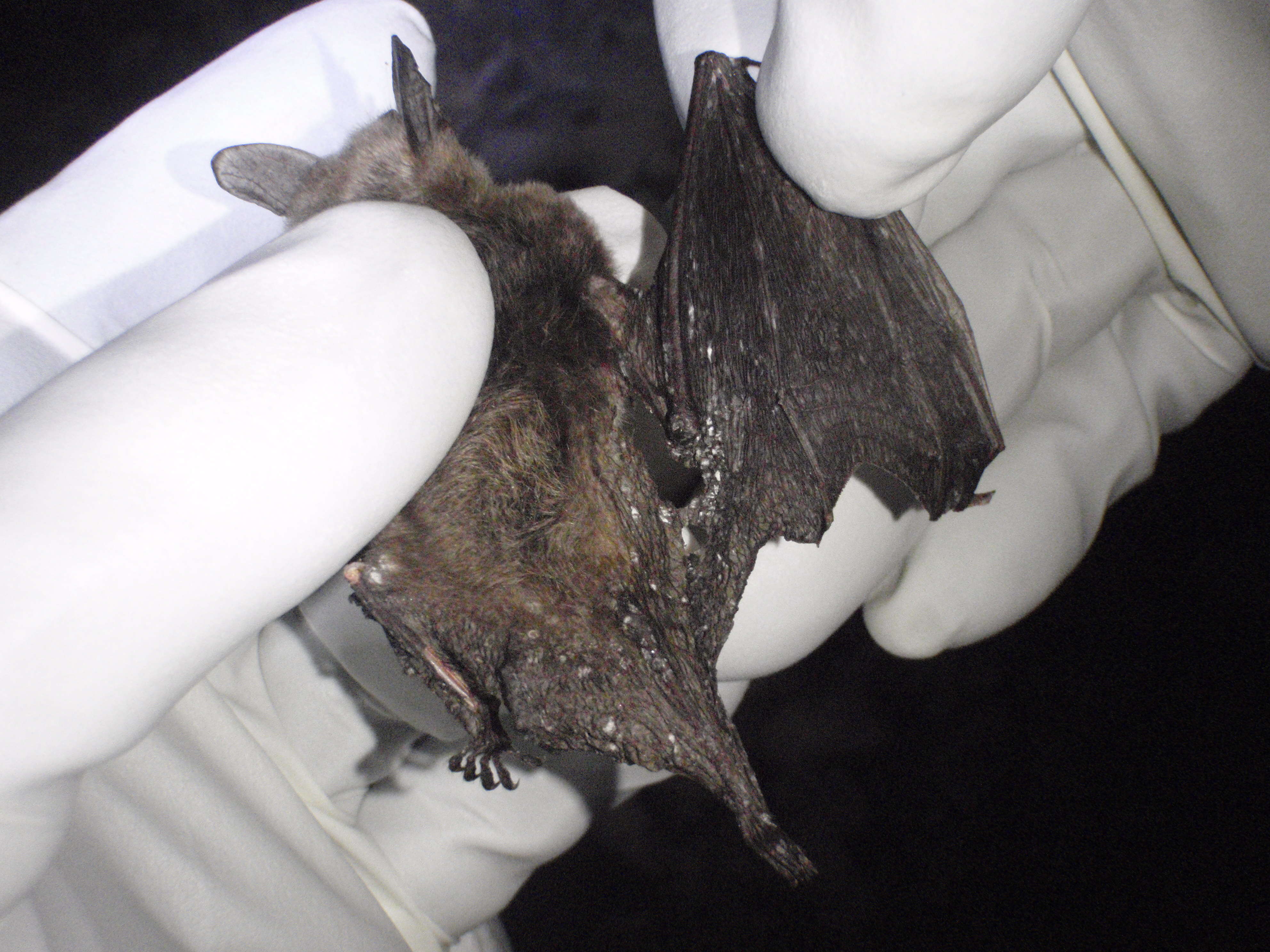 Image of Northern Long-Eared Bat