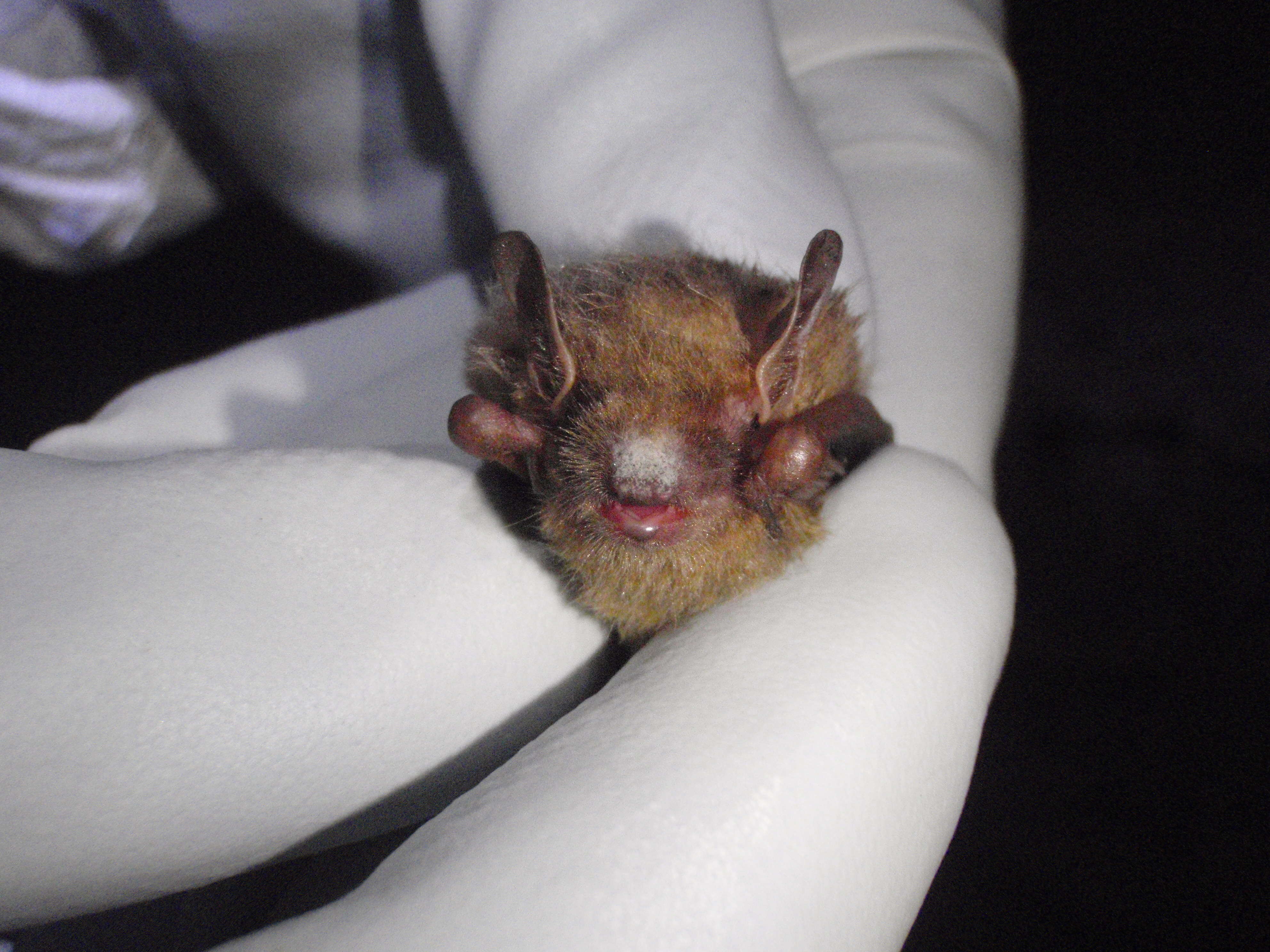 Image of Eastern Pipistrelle