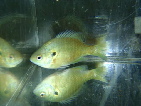 Image of Bluegill Sunfish