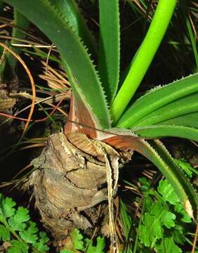 Слика од Aloe craibii Gideon F. Sm.