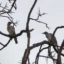 Image of Eastern Little Friarbird