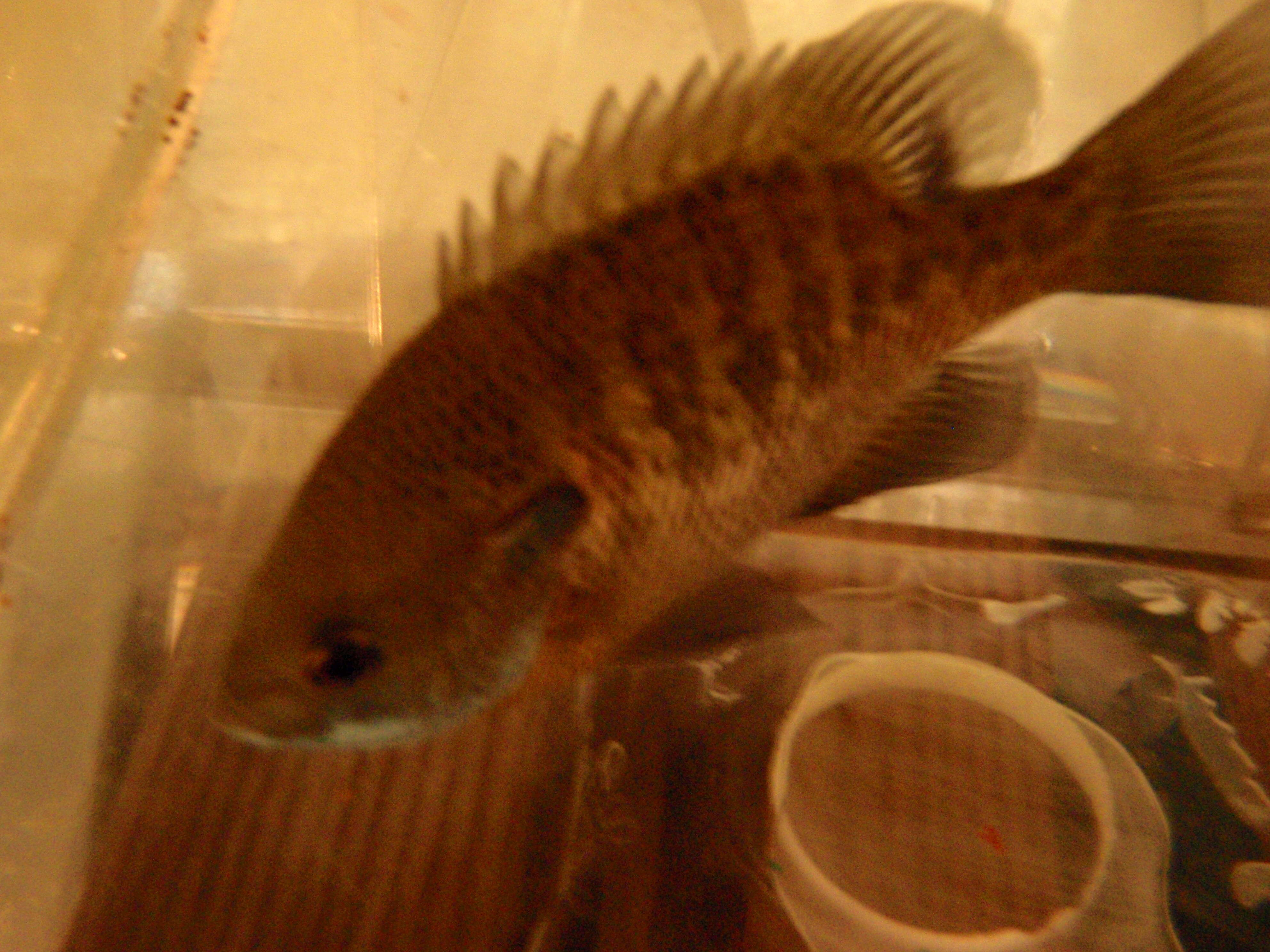 Image of Bluegill Sunfish