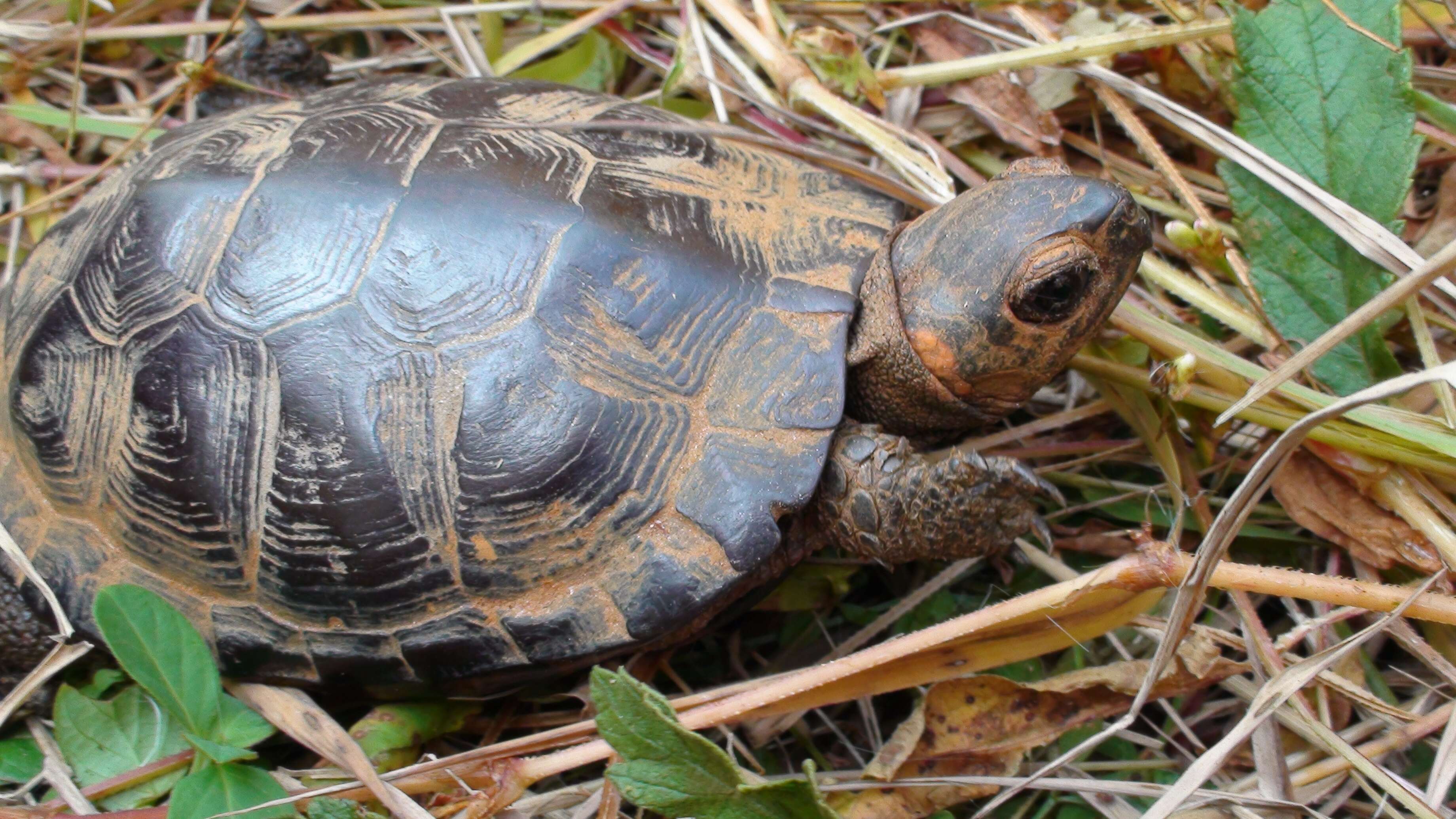 Image of Bog Turtle