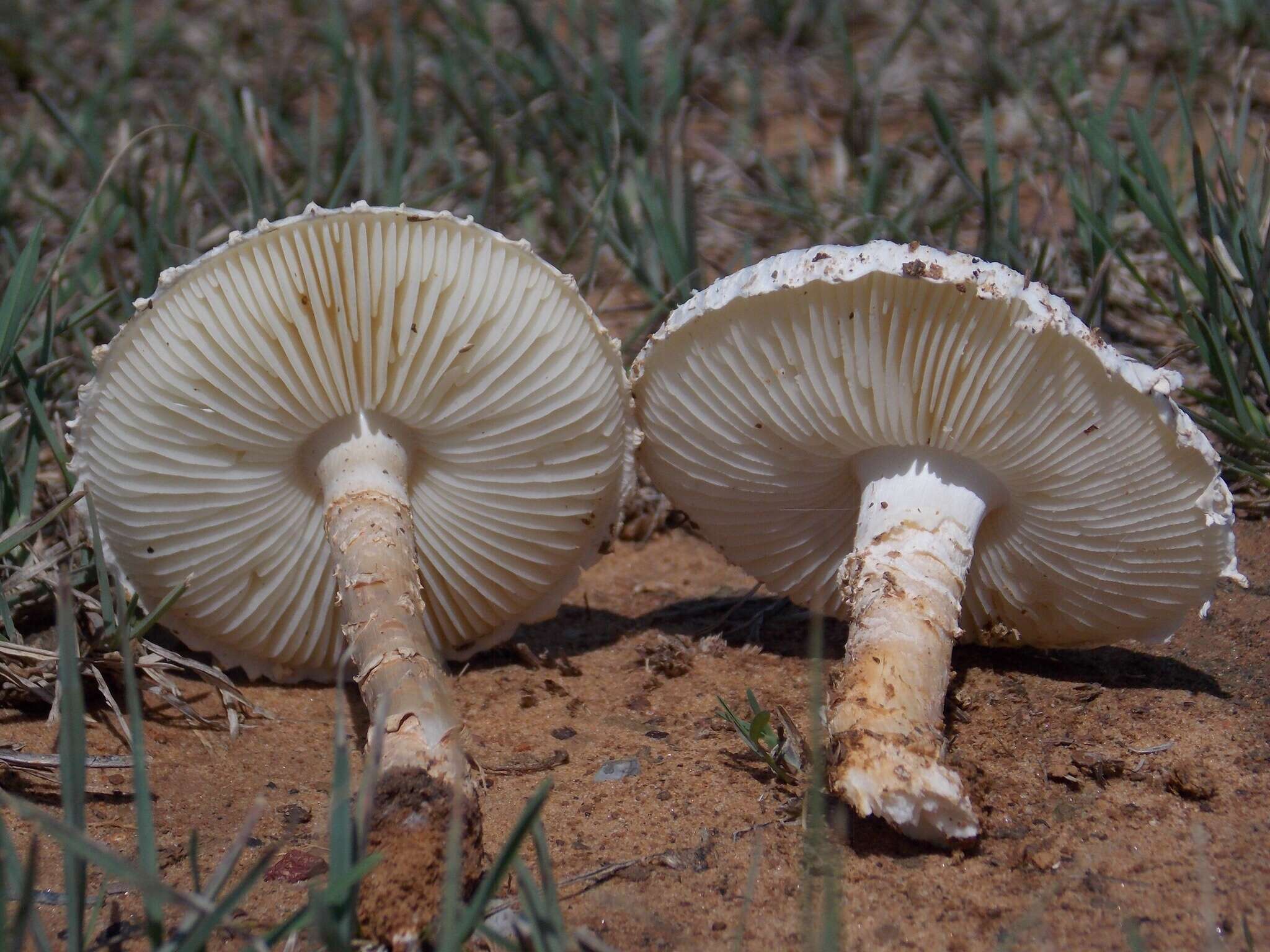 Слика од Saproamanita prairiicola (Peck) Redhead, Vizzini, Drehmel & Contu 2016