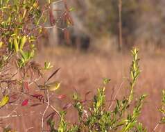 Image of Common Yellowthroat