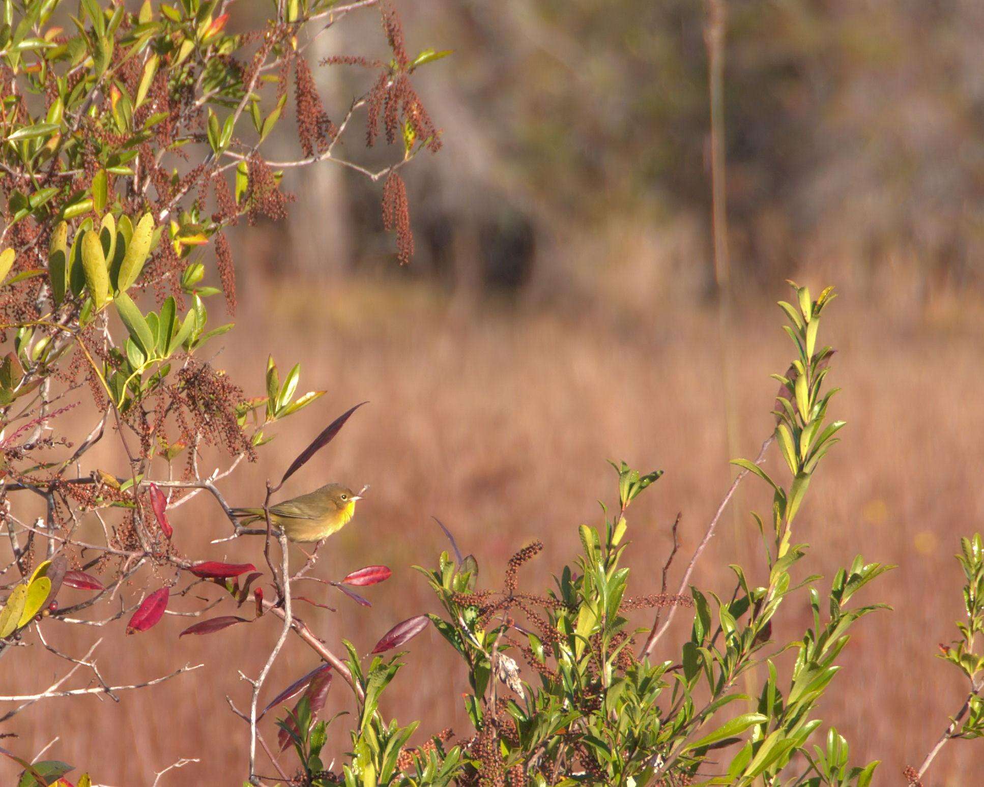 Image of Common Yellowthroat