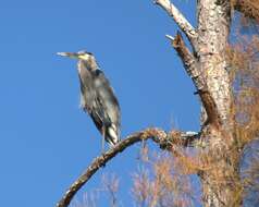 Image of Great Blue Heron