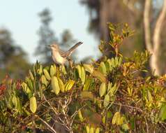 Image of Northern Mockingbird