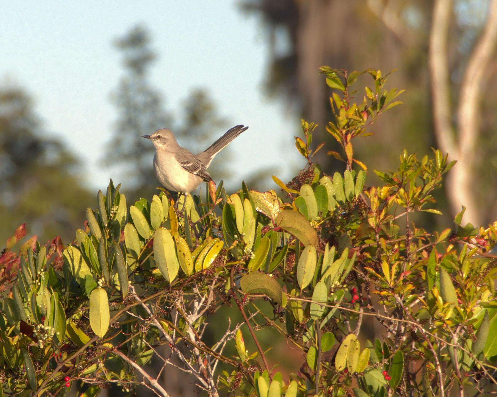 Image of Northern Mockingbird