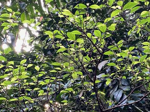 Image of Ficus heteropleura Bl.