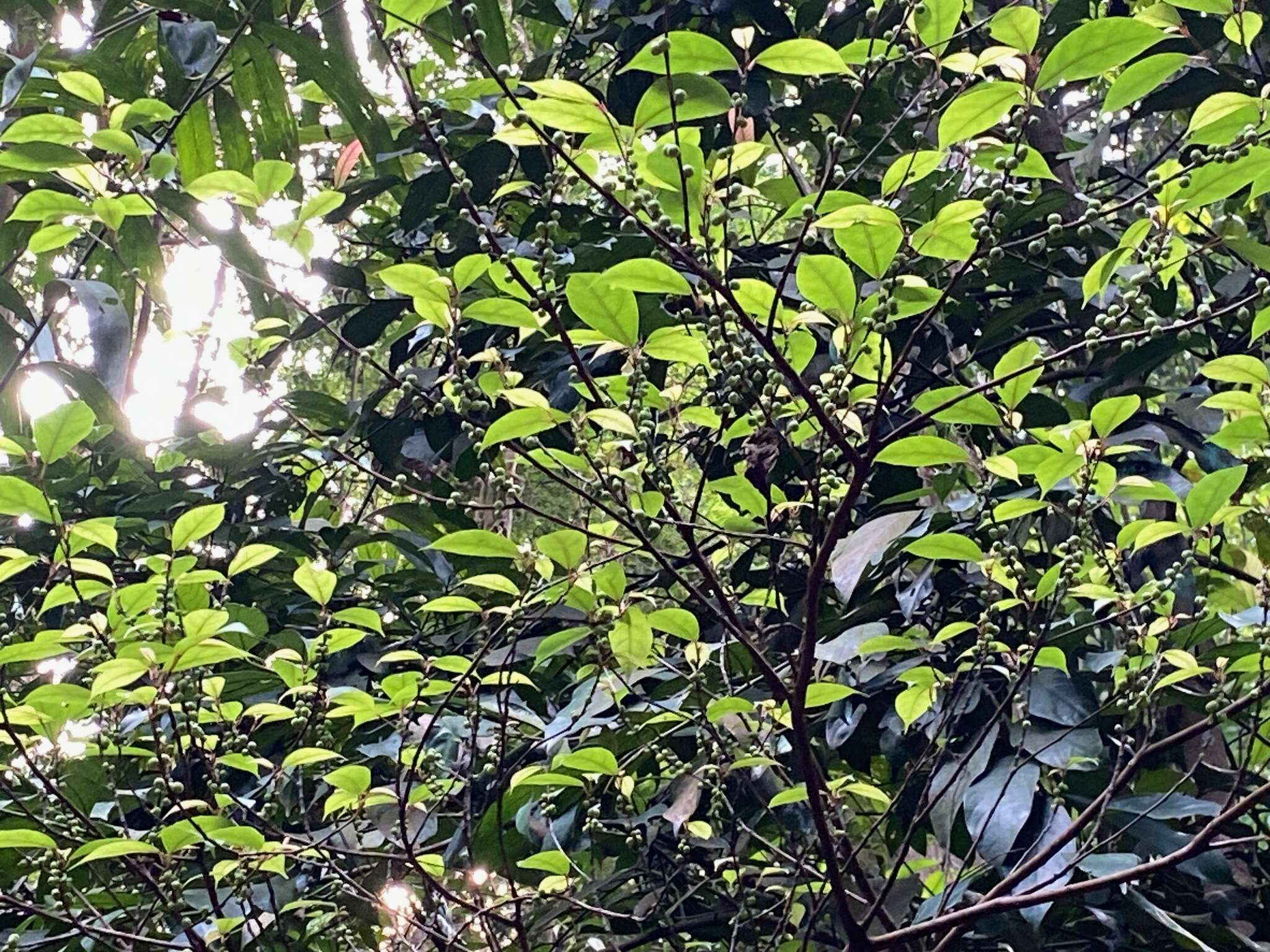 Image of Ficus heteropleura Bl.