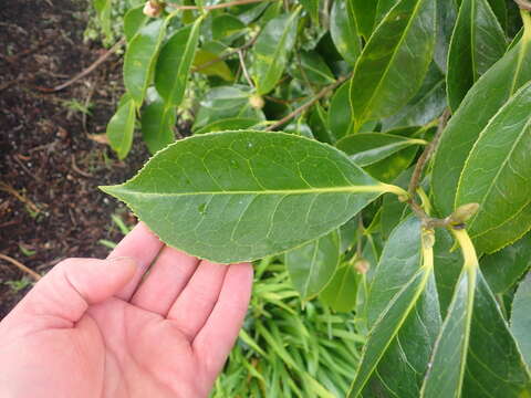 Camellia reticulata Lindl. resmi