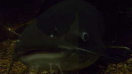 Image of Blue catfish