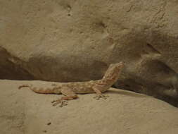 Image of Fan-fingered gecko