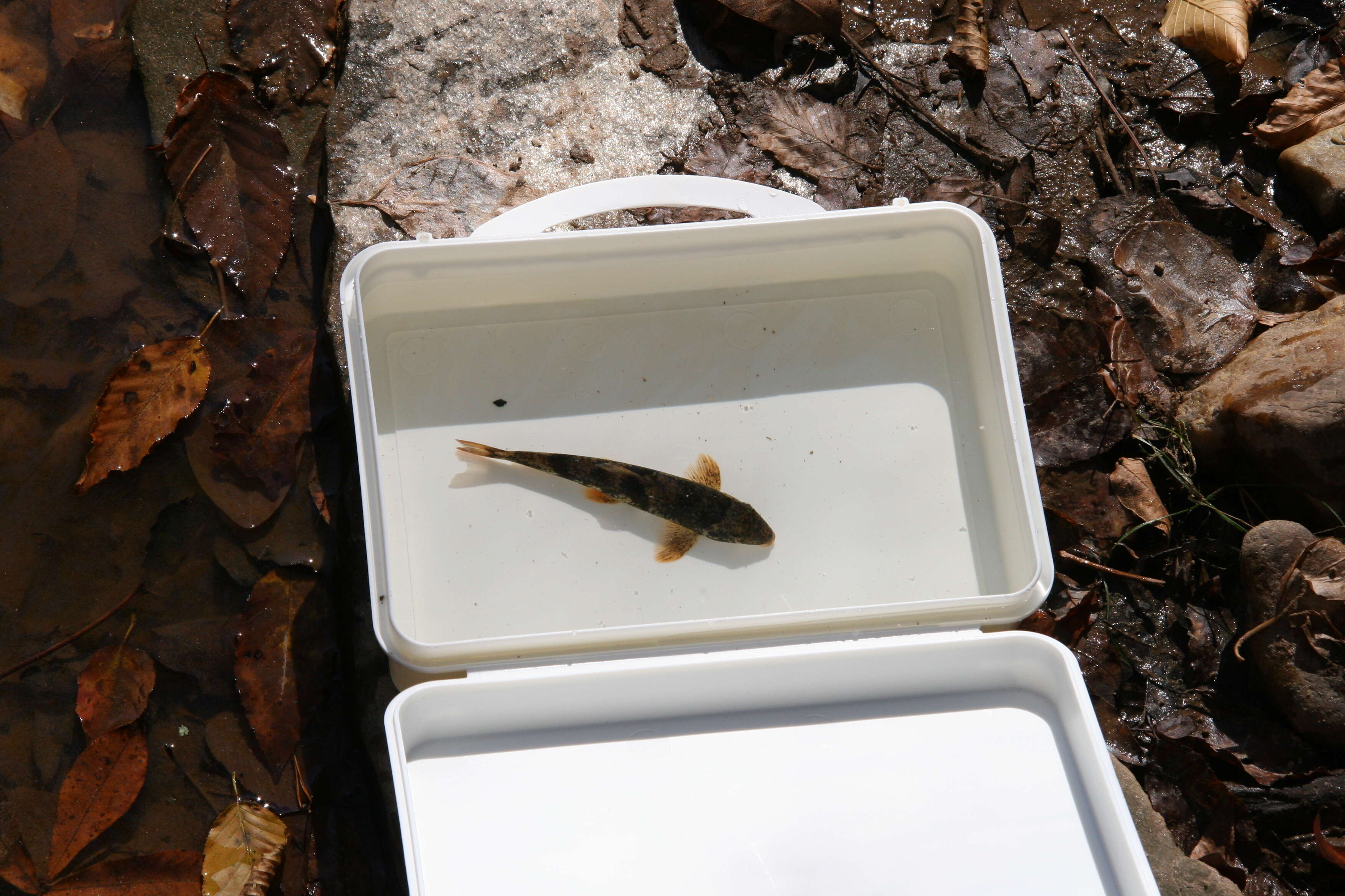 صورة Etheostoma etowahae Wood & Mayden 1993