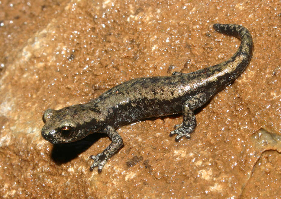 Image of Shasta Salamander