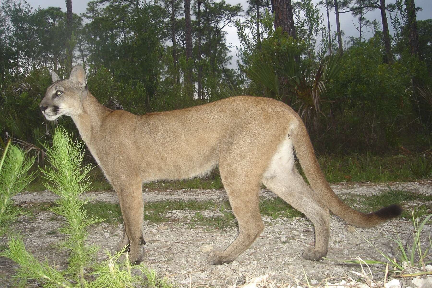 Image of Florida panther