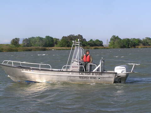 Image of Delta Smelt