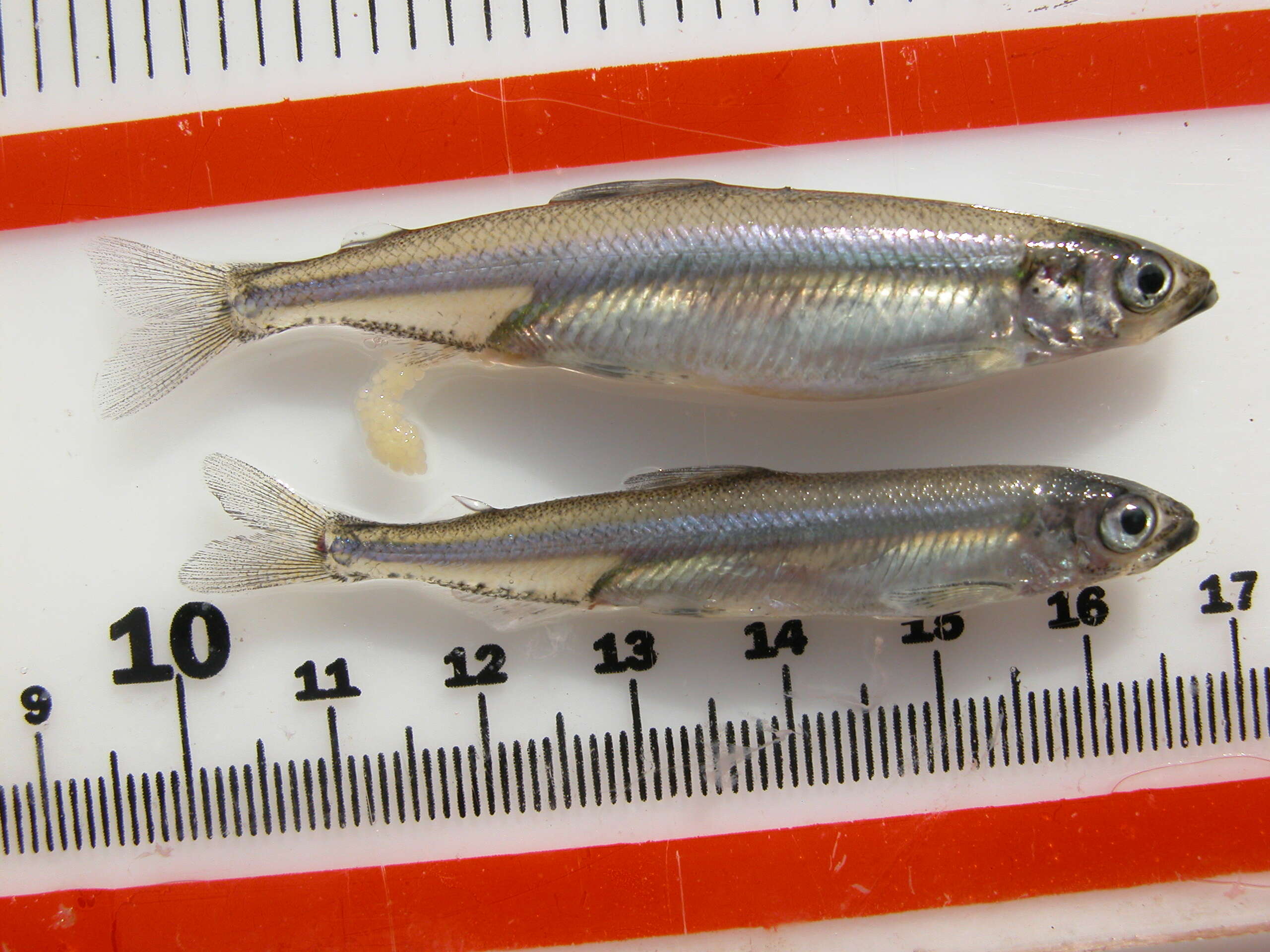 Image of Delta Smelt