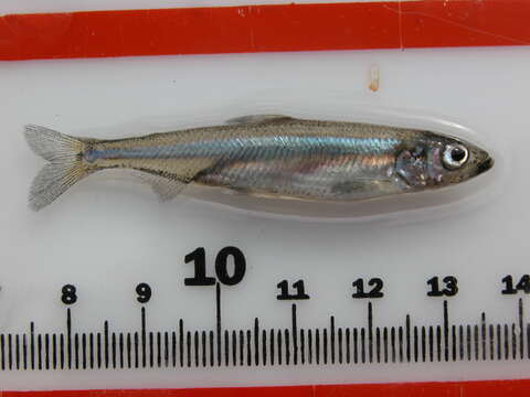 Image of Delta Smelt