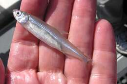 Image of Delta Smelt