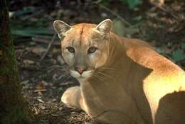 Image of Puma concolor coryi