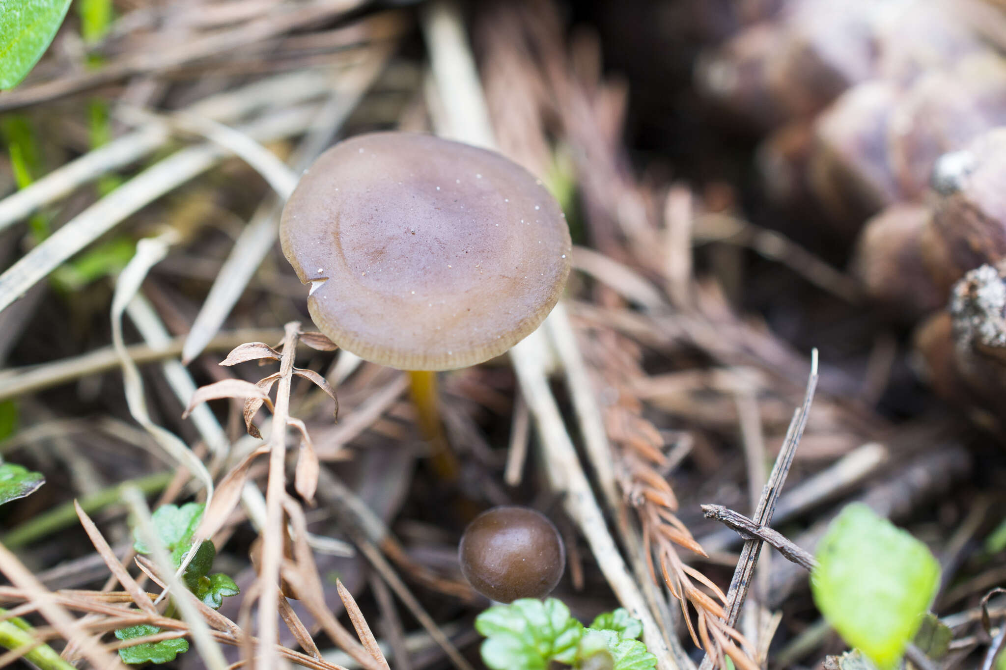 Image of Strobilurus tenacellus (Pers.) Singer 1962