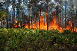 Image of Slash Pine