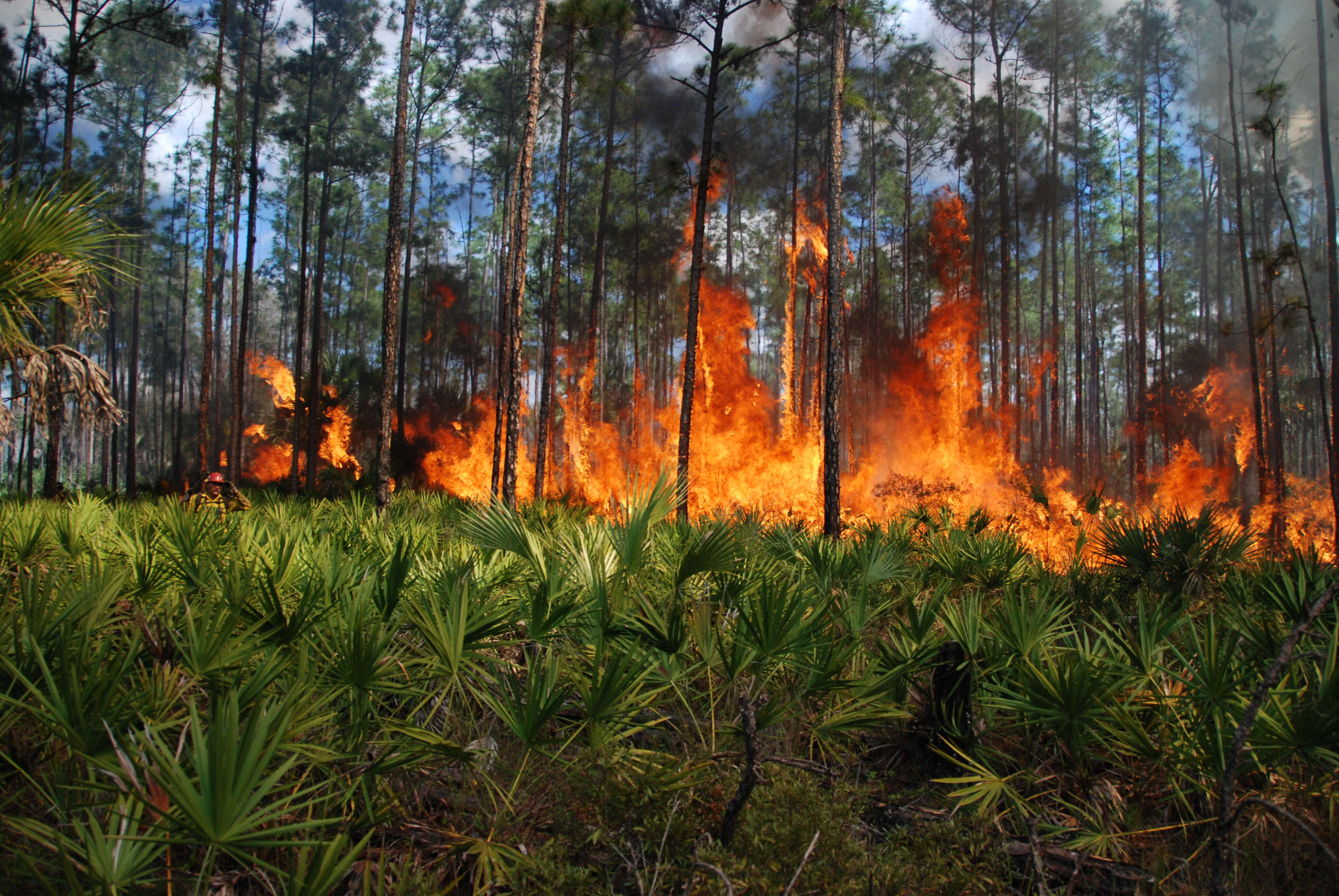 Image of Slash Pine