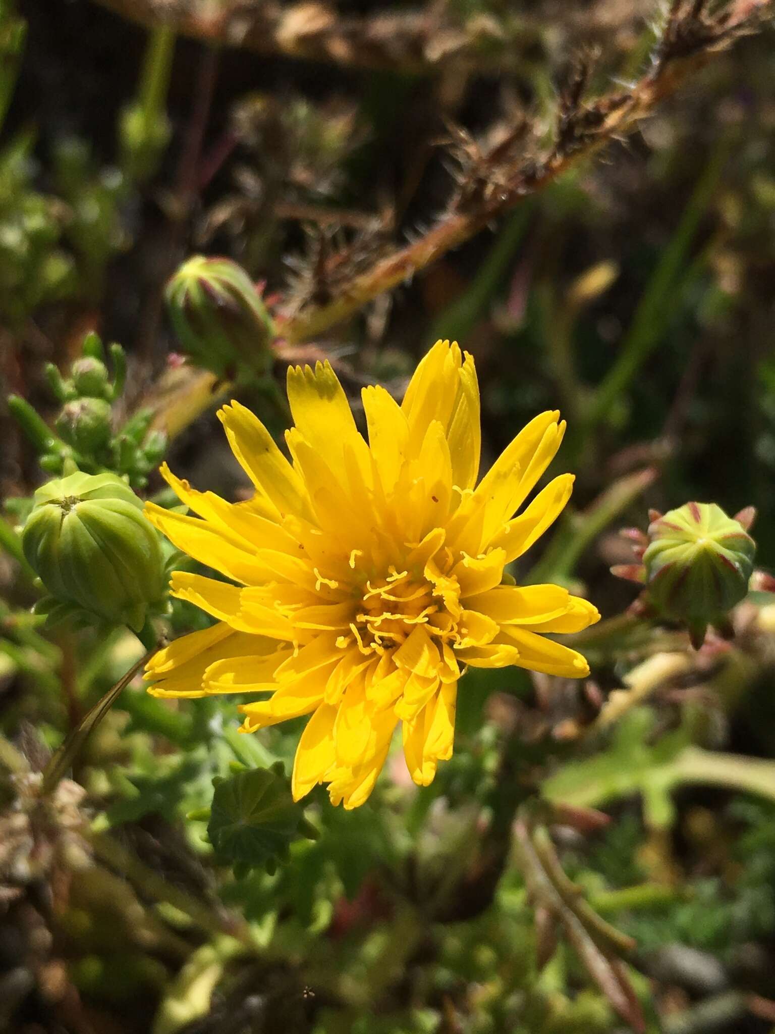 Image de Malacothrix foliosa subsp. philbrickii W. S. Davis