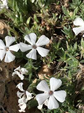 Image of cushion phlox