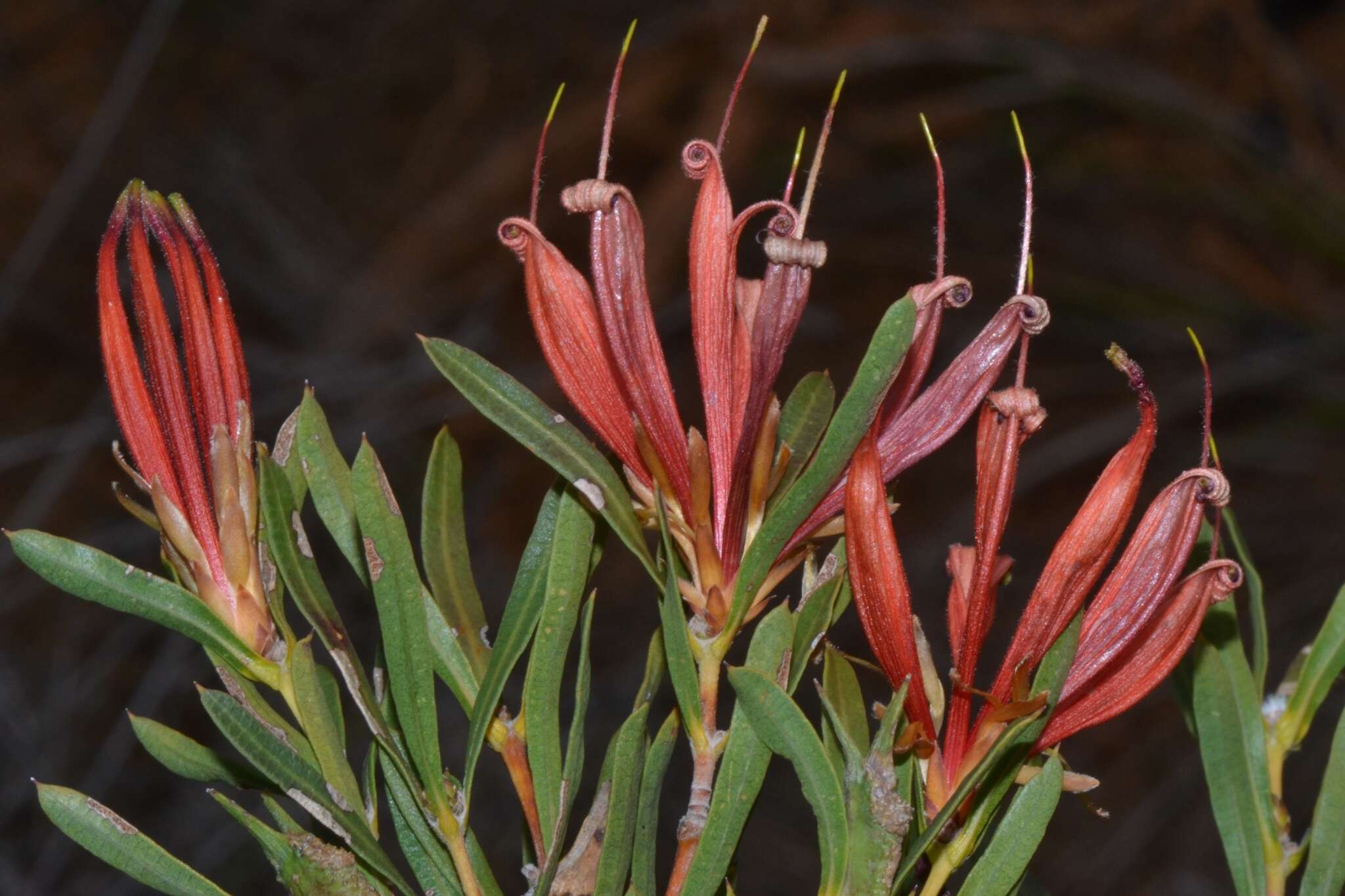 Image of <i>Lambertia <i>multiflora</i></i> var. multiflora