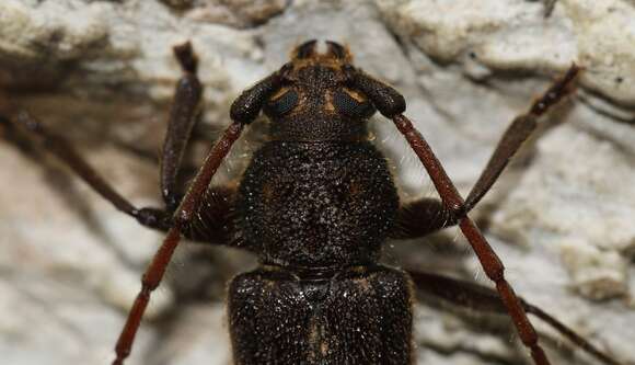 Image of Kulsi teak borer