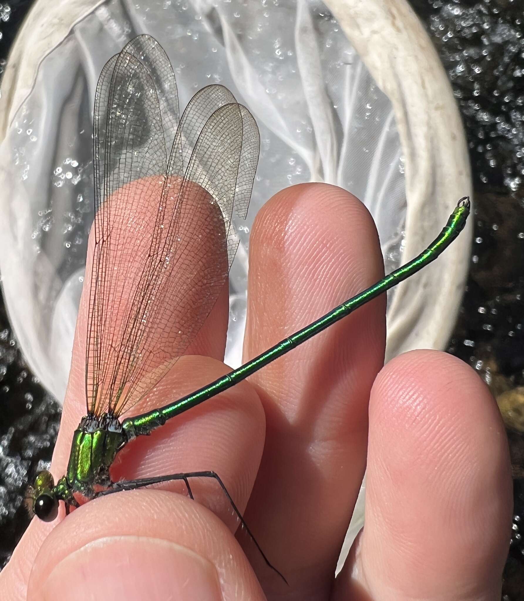 Image of Appalachian Jewelwing