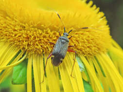 Image of Closterotomus biclavatus (Herrich-Schaeffer 1835)