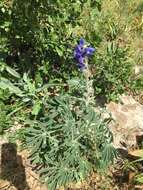 Image of blue lupine