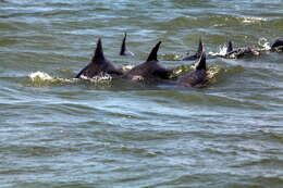 Imagem de Tursiops Gervais 1855