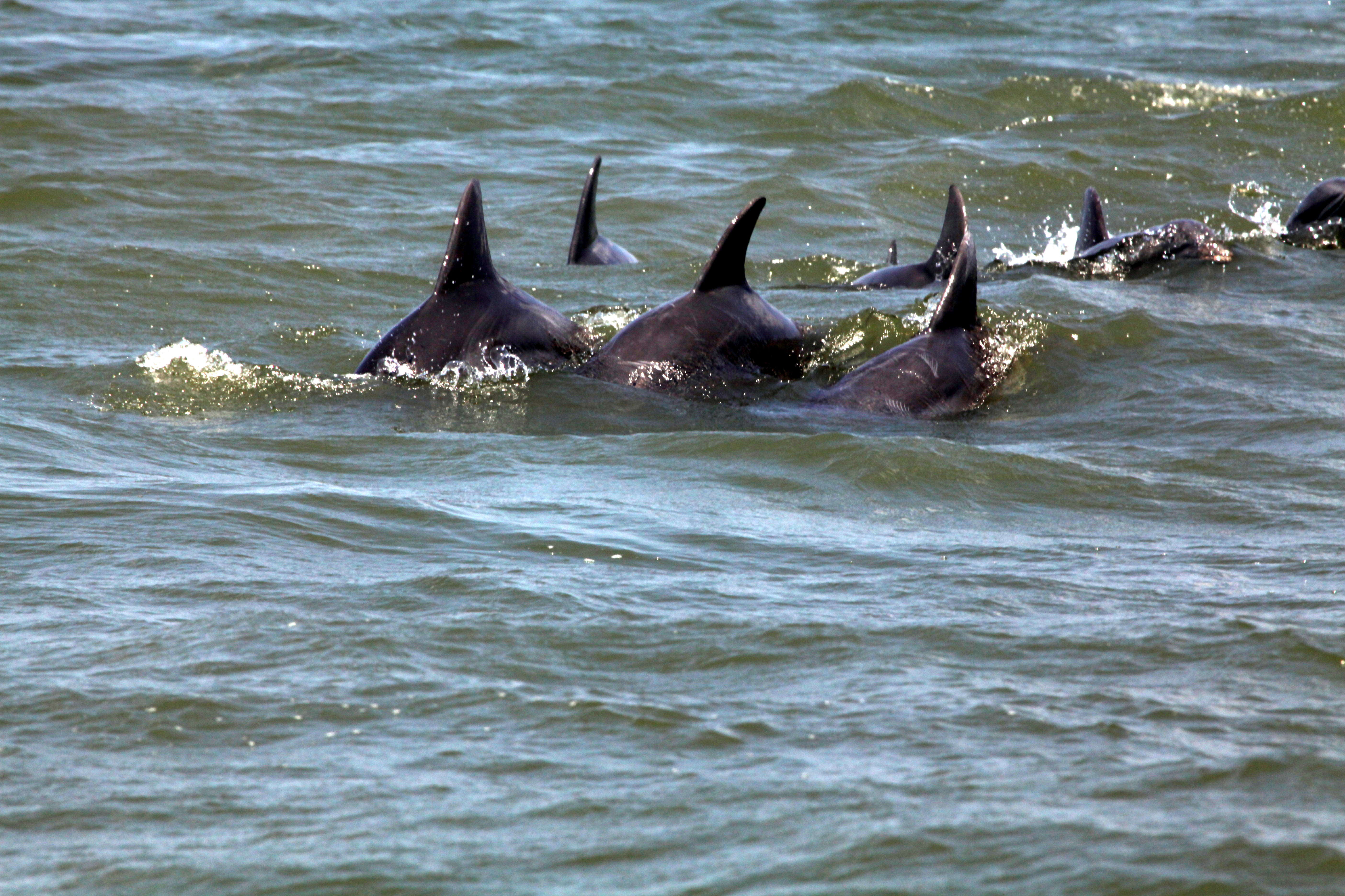 Image of Bottlenose Dolphin