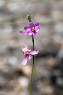 Image de Ixia stricta (Eckl. ex Klatt) G. J. Lewis