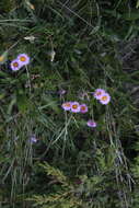 Image de Erigeron caucasicus subsp. venustus (Botsch.) Grierson