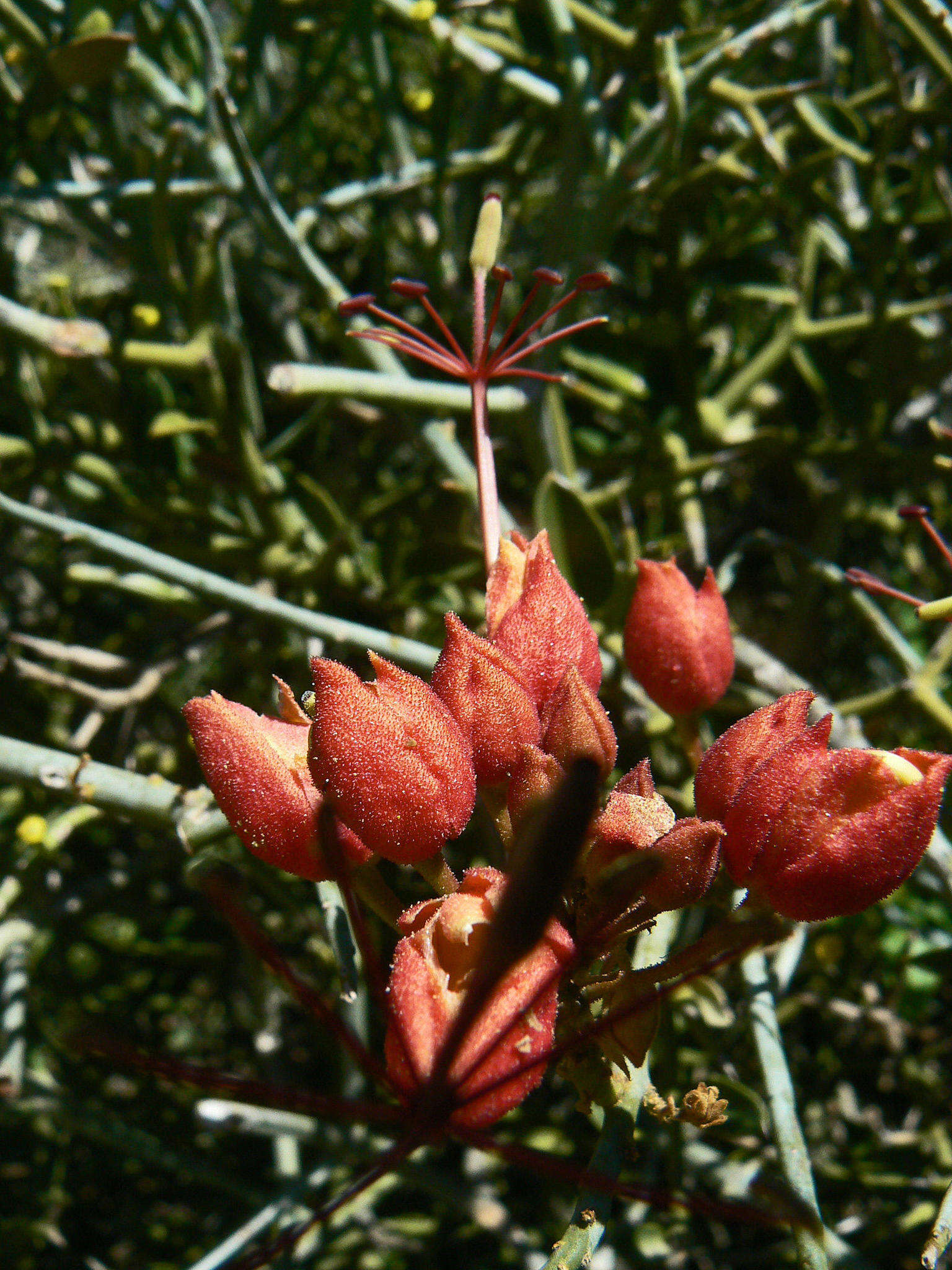 Imagem de Cadaba aphylla (Thunb.) Wild