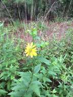 Image of starry rosinweed