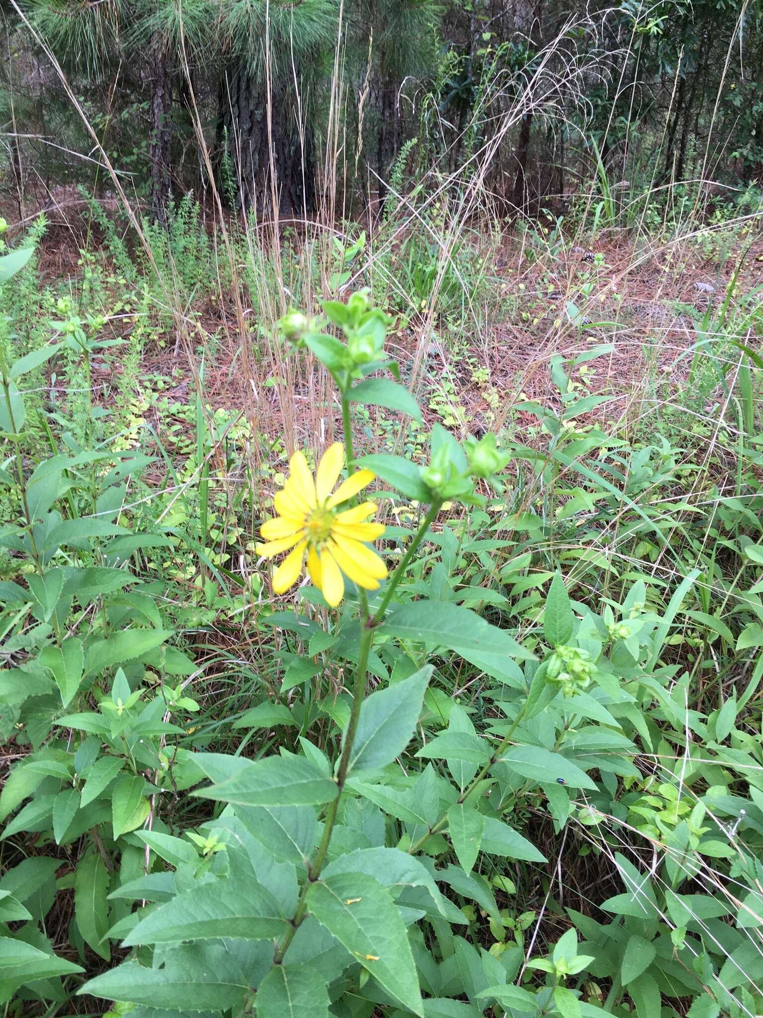 Image of starry rosinweed