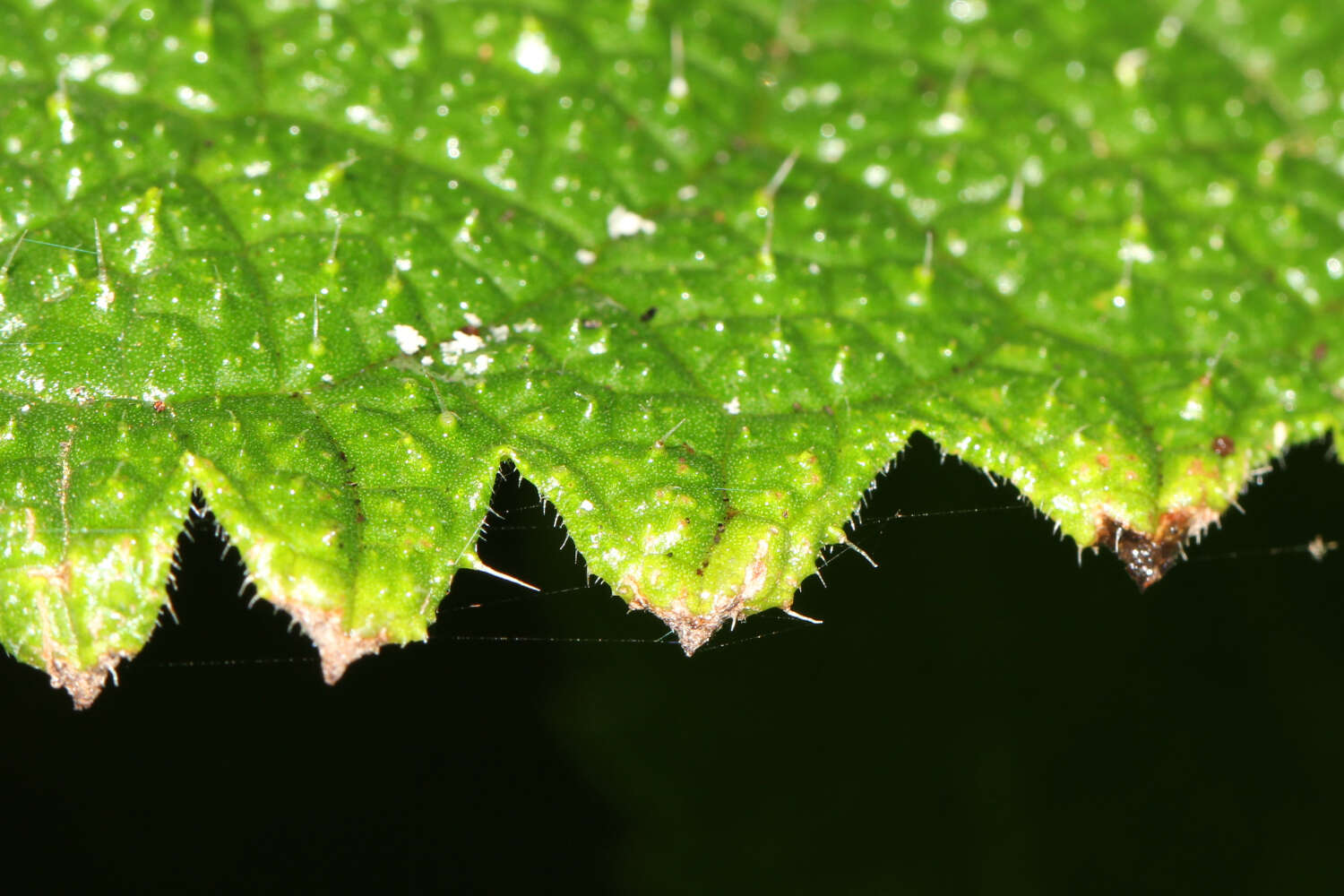 Imagem de Dendrocnide cordifolia (L. S. Sm.) B. R. Jackes & M. Hurley